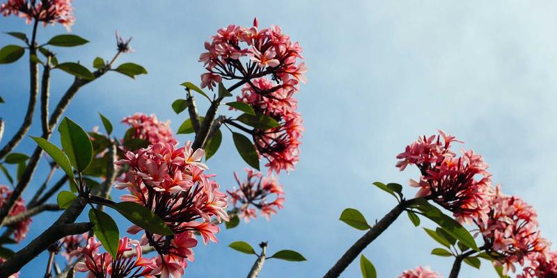 从活动策划到生态赋能：构建协会服务价值链的三大跃迁路径