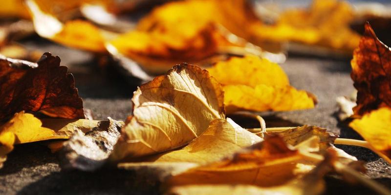 国际协会服务标准本土化：政策咨询与会员管理的融合之道